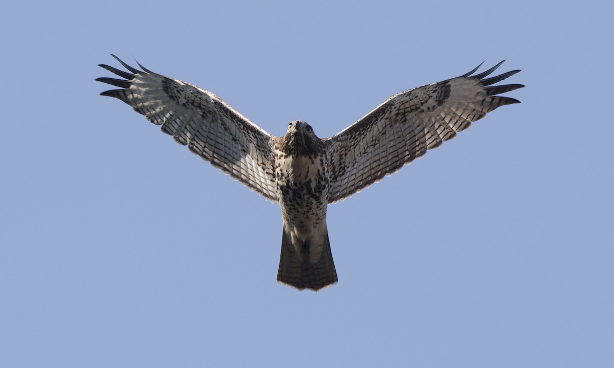 Red-tailed Hawk (calurus/alascensis) - Steve Kelling