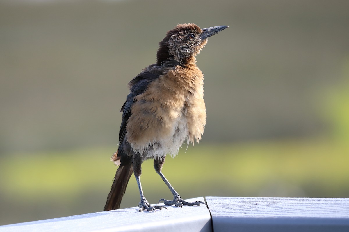 Boat-tailed Grackle - Alta Tanner