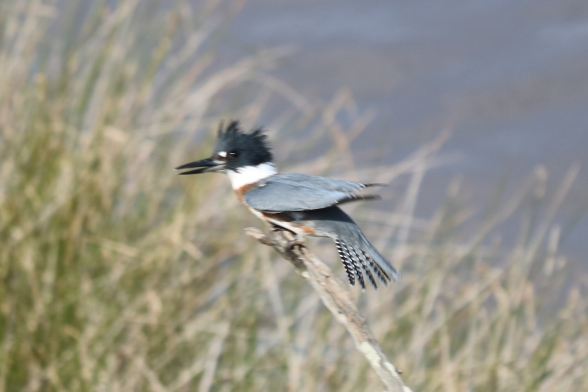 Belted Kingfisher - Alta Tanner