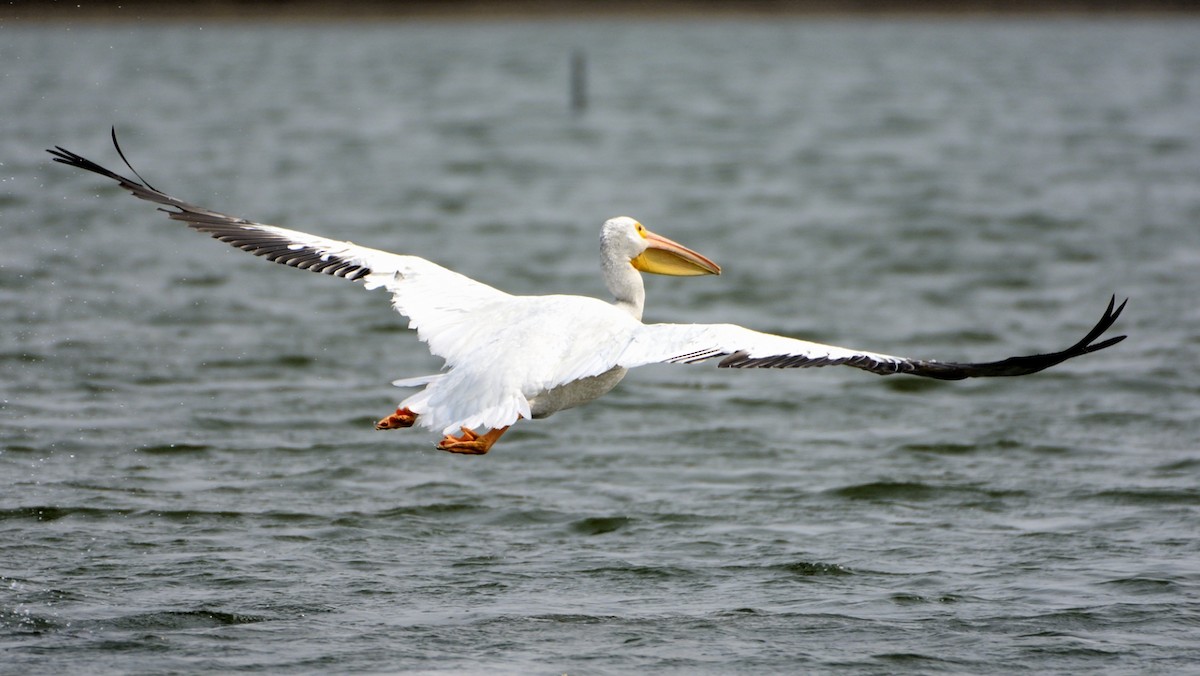 American White Pelican - James Moodie