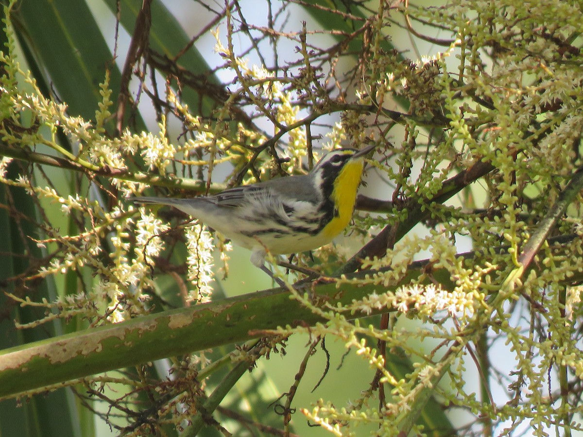 Yellow-throated Warbler - David LaGrange