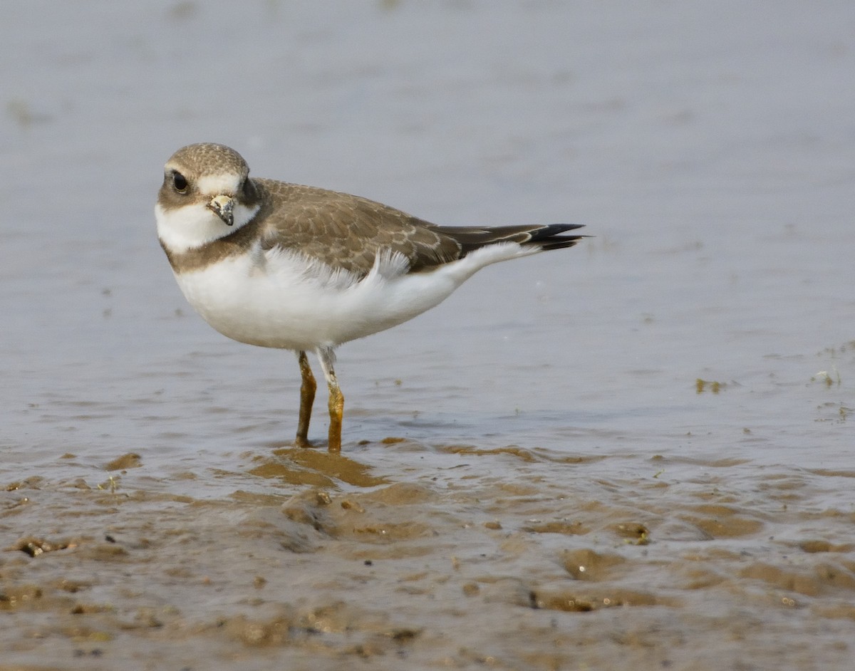 Semipalmated Plover - James Moodie