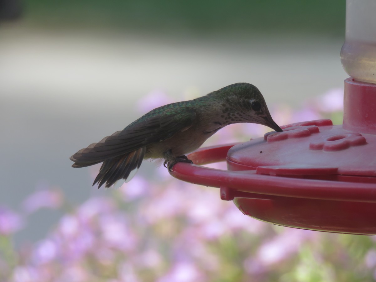 Calliope Hummingbird - ML111755281