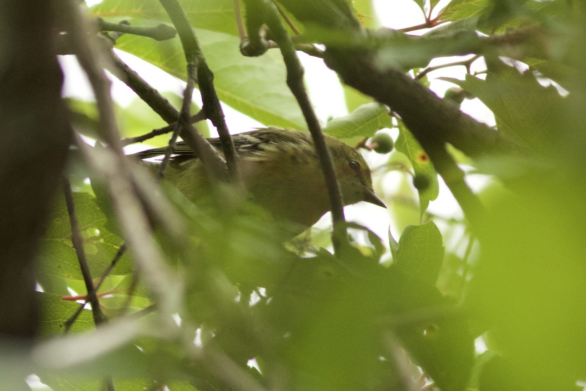 Bay-breasted Warbler - ML111755911