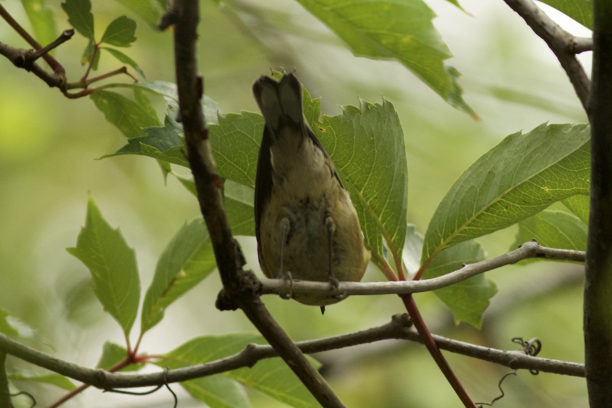 Bay-breasted Warbler - ML111755921