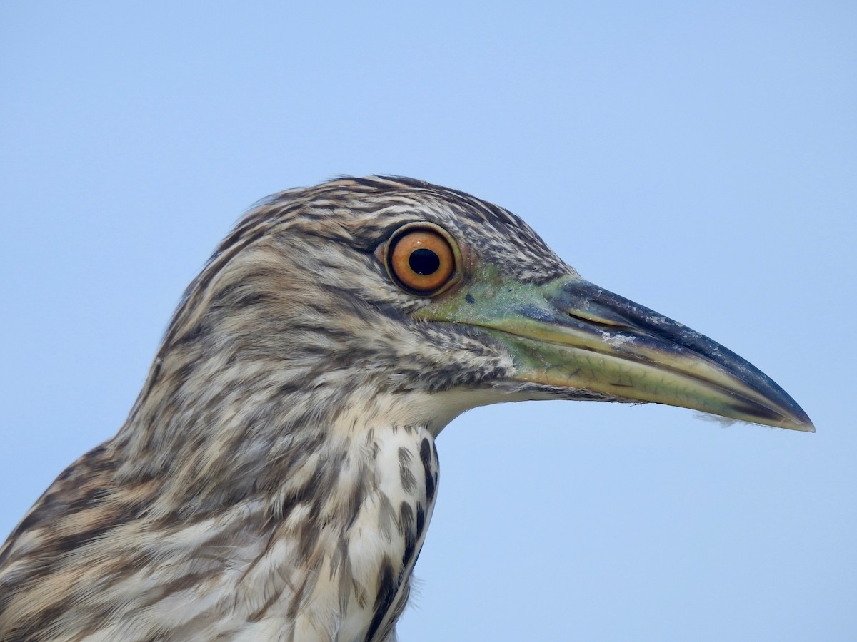 Black-crowned Night Heron - Van Remsen