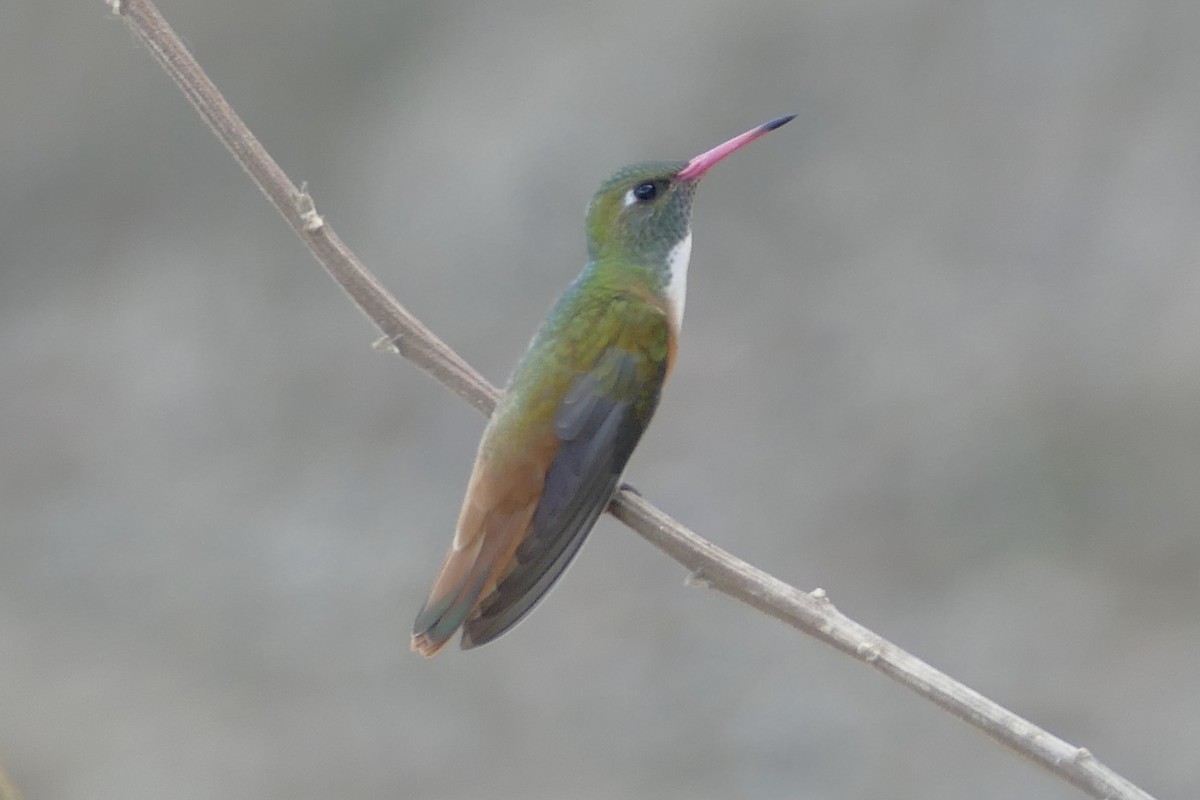 Amazilia Hummingbird - Peter Kaestner