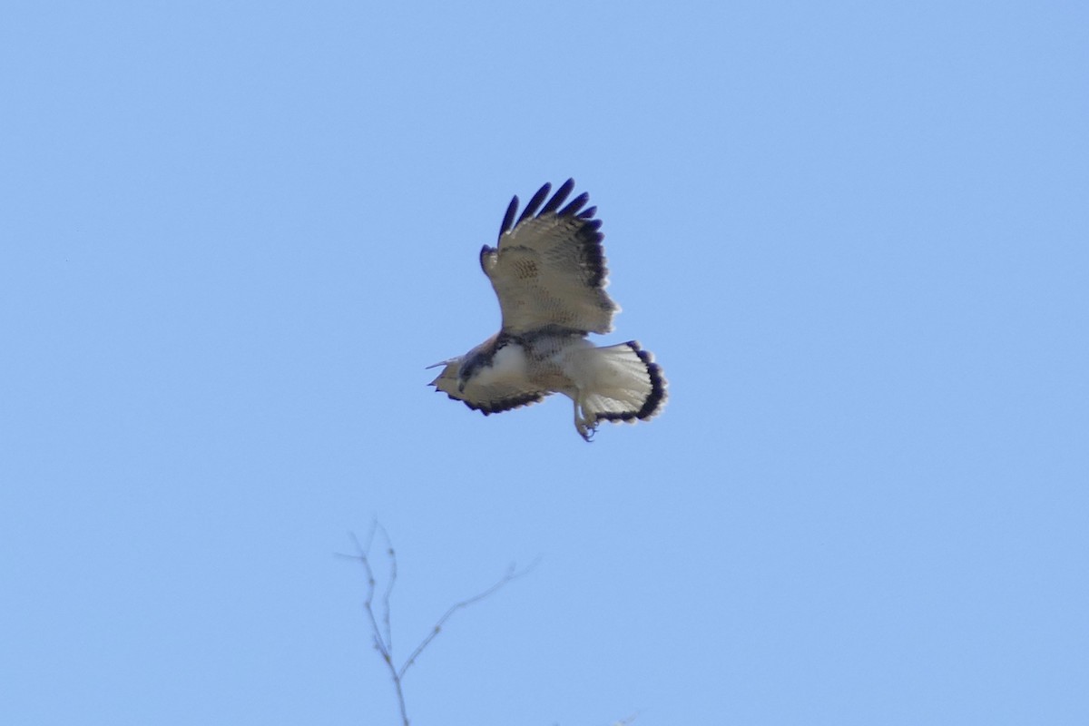 Variable Hawk (Red-backed) - ML111758661