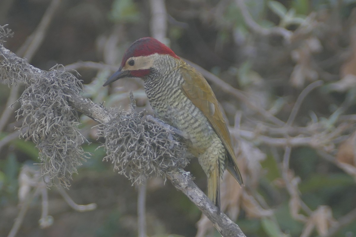 Golden-olive Woodpecker - Peter Kaestner
