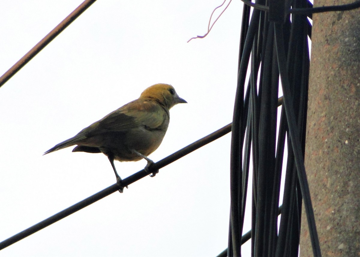 Palm Tanager - ML111759291