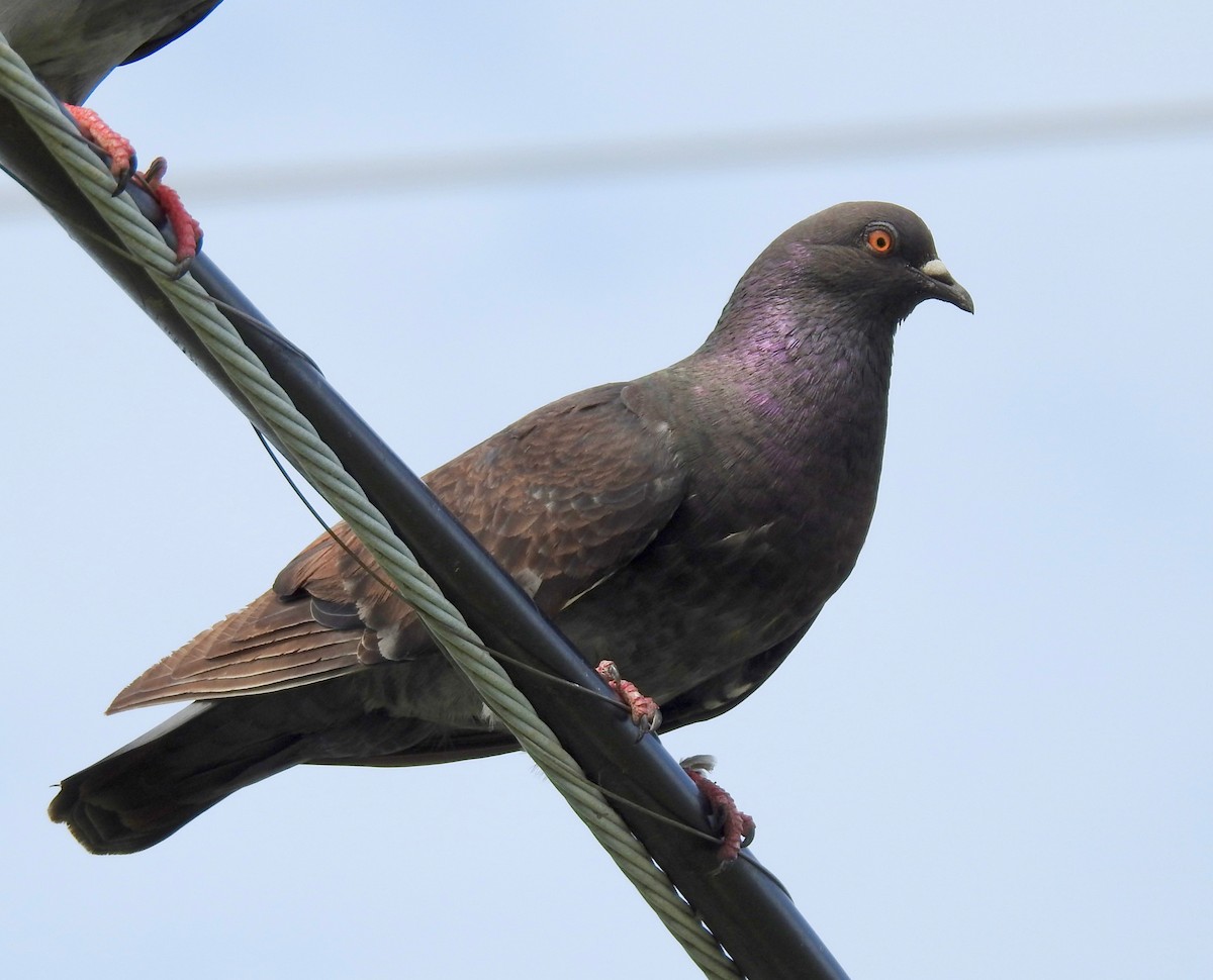 Rock Pigeon (Feral Pigeon) - Van Remsen
