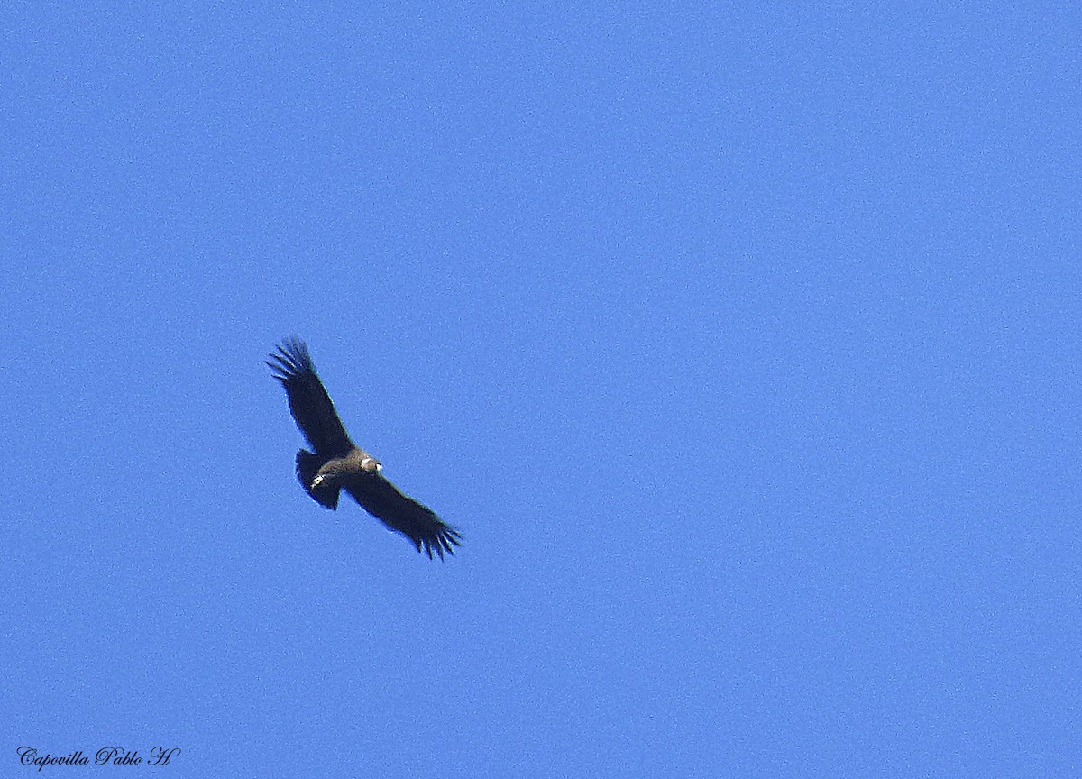Andean Condor - ML111759921