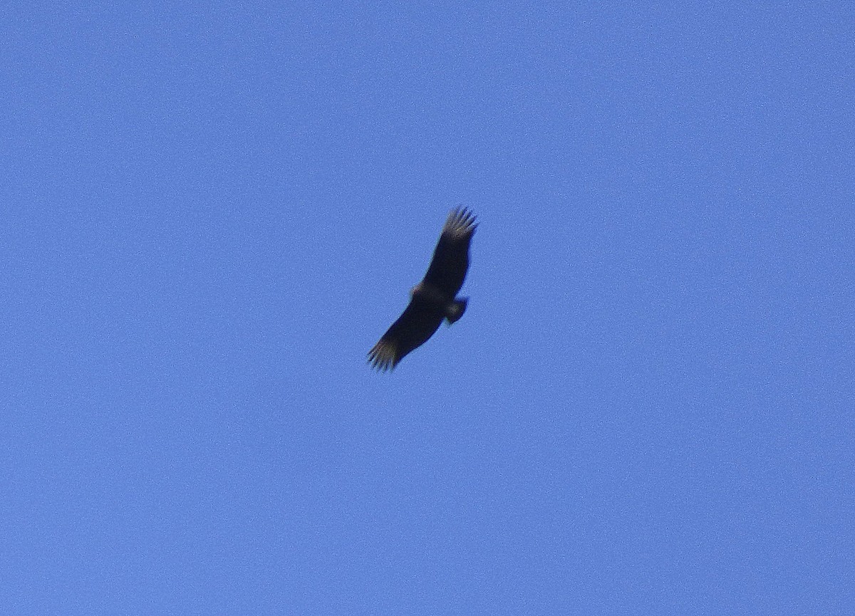 Black Vulture - ML111759971