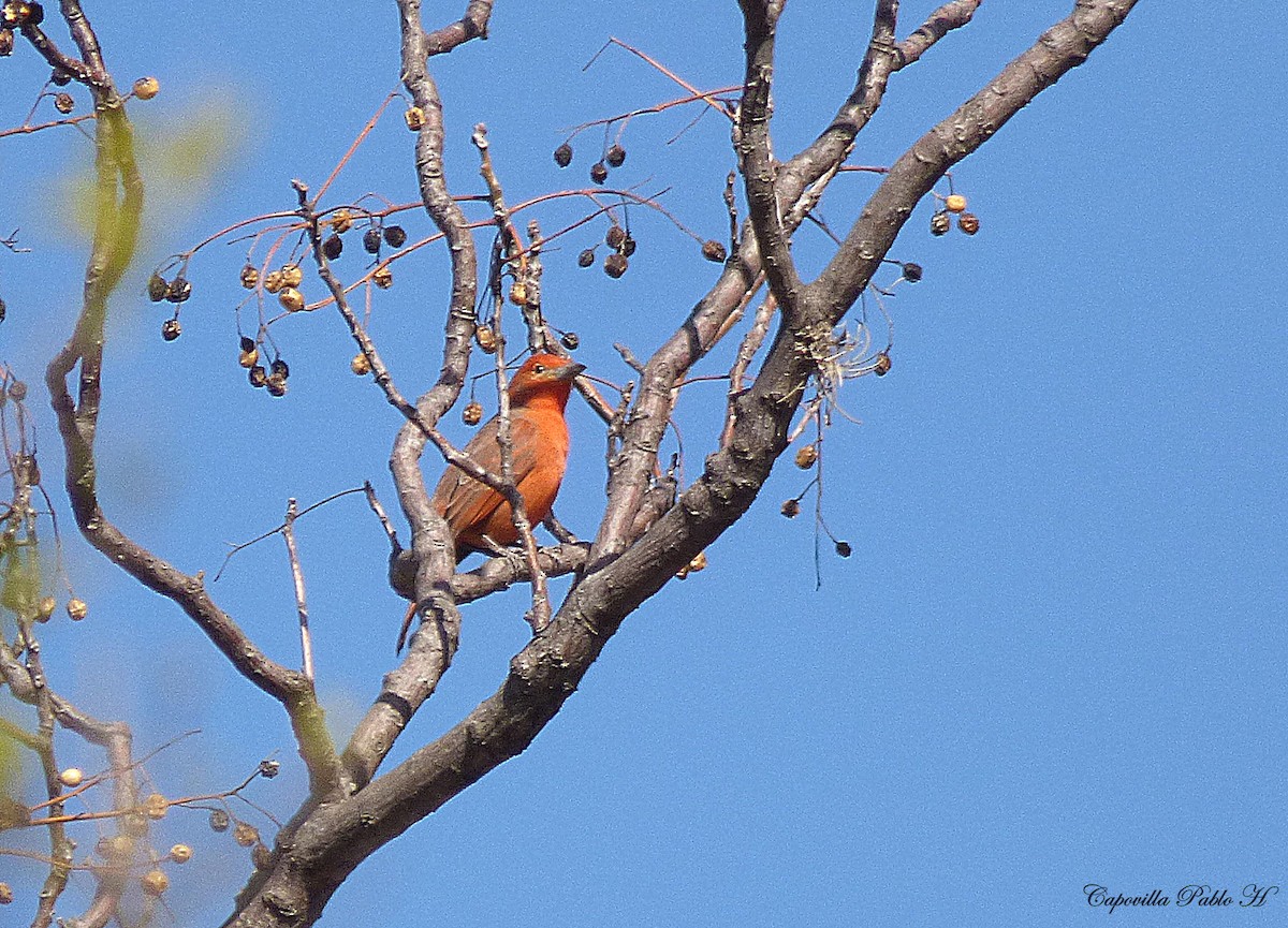 Hepatic Tanager - ML111760231