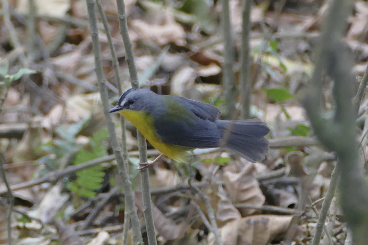 Gray-and-gold Warbler - ML111760771