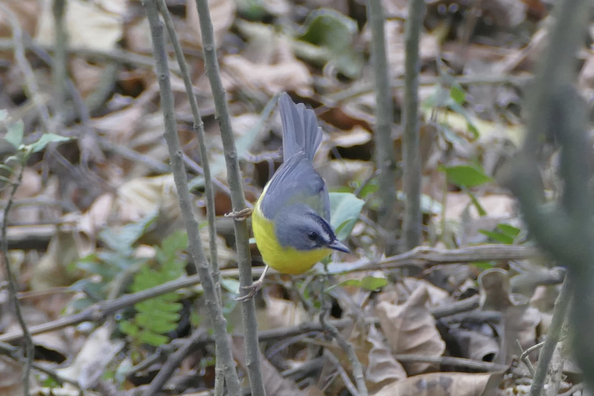 Gray-and-gold Warbler - ML111760791