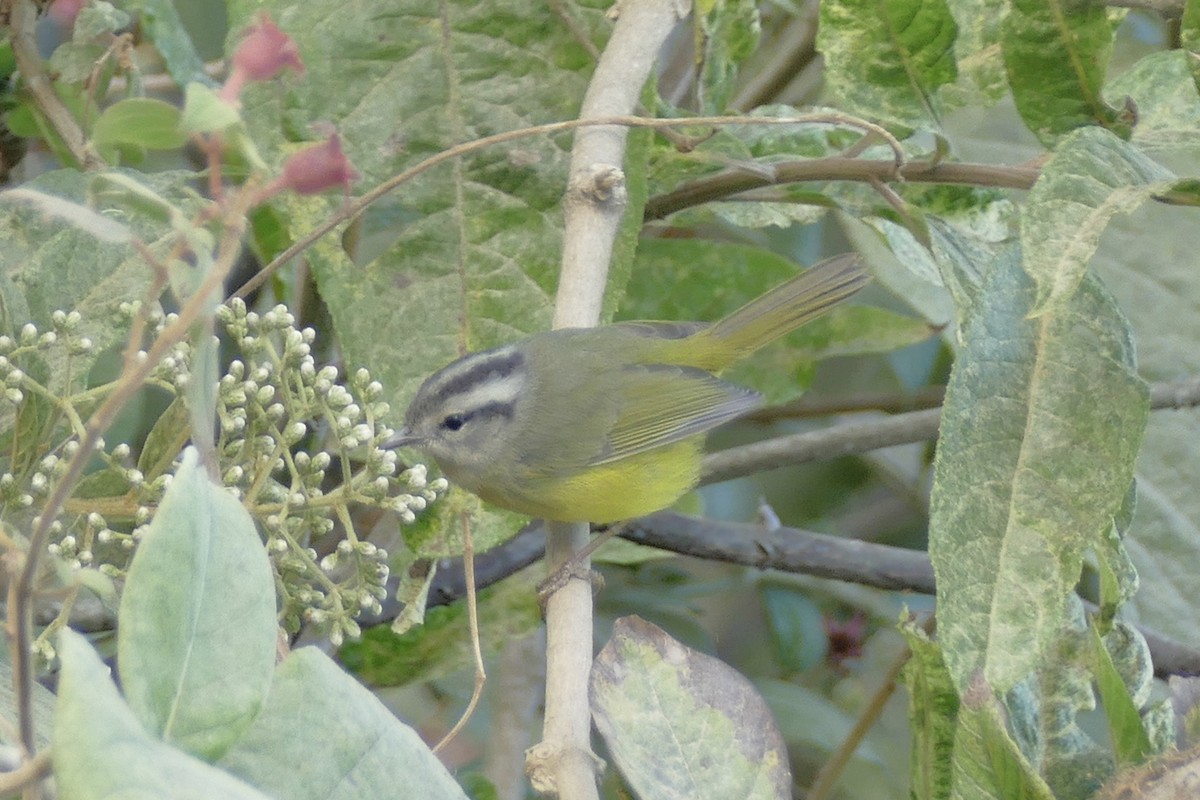 Three-banded Warbler - ML111761001