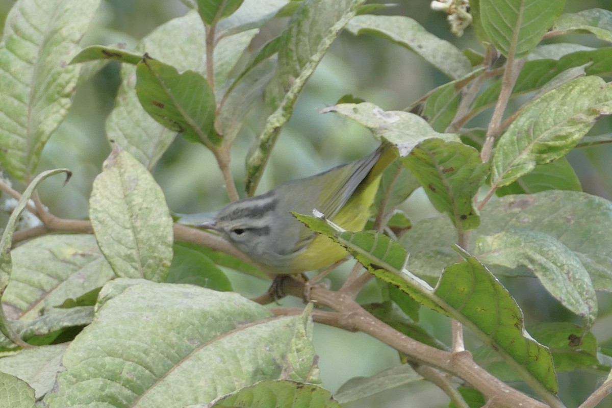 Three-banded Warbler - ML111761051
