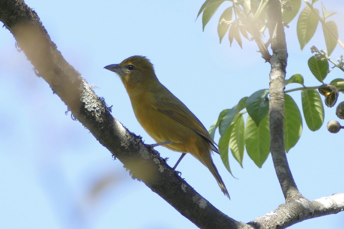 Hepatic Tanager - ML111761151