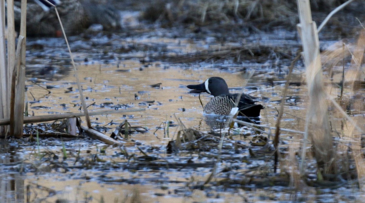 Blue-winged Teal - ML111764021