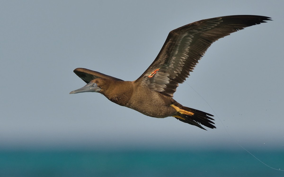 Brown Booby - ML111764811