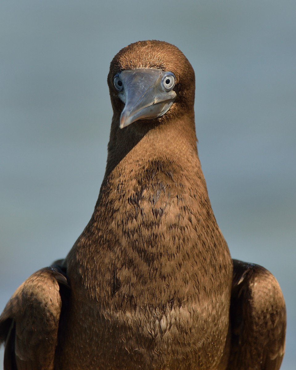 Brown Booby - ML111765131