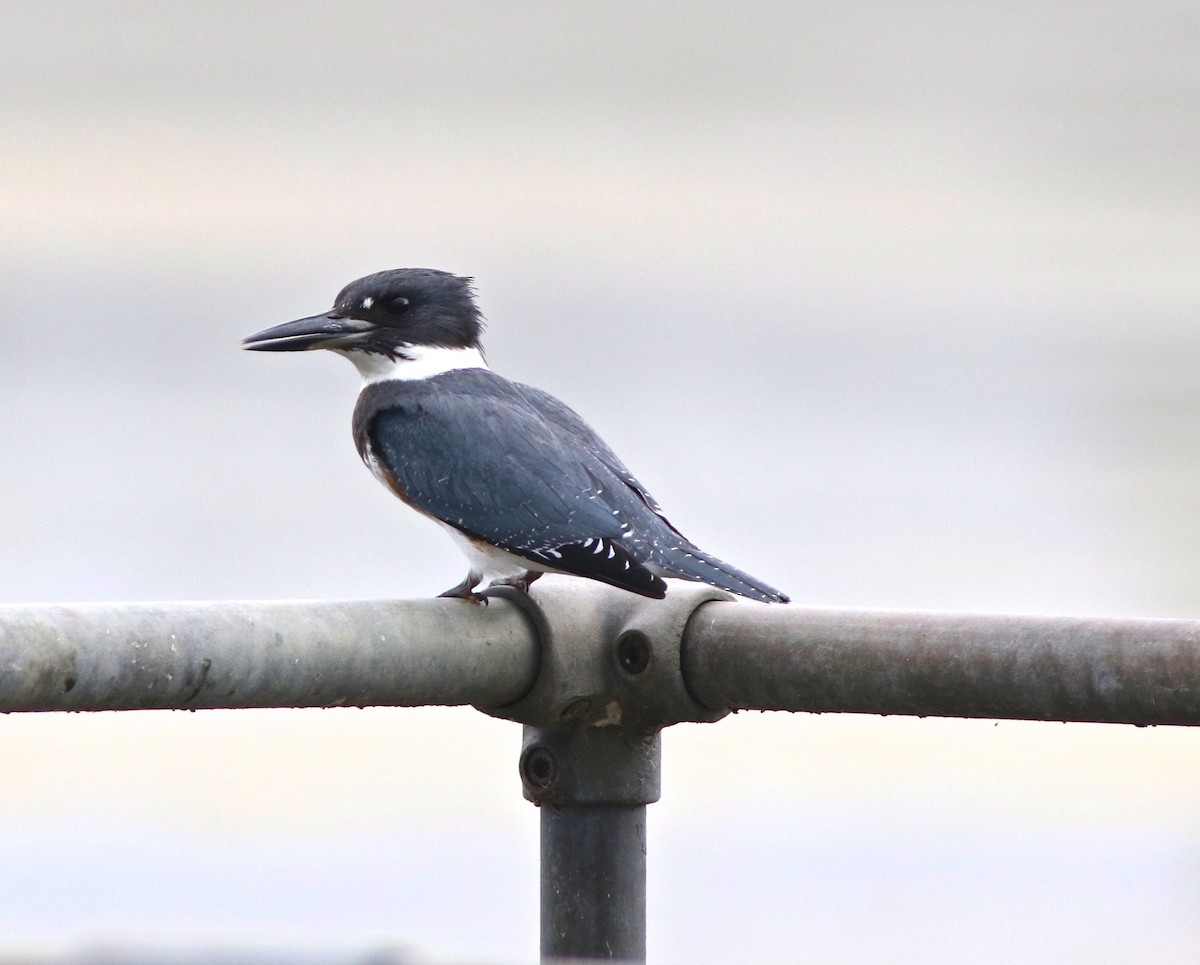 Belted Kingfisher - Brian Miller