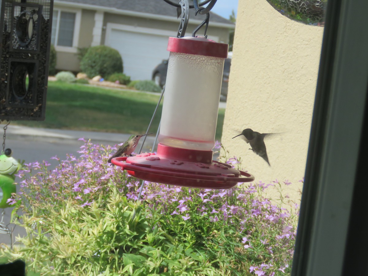 Calliope Hummingbird - ML111767041