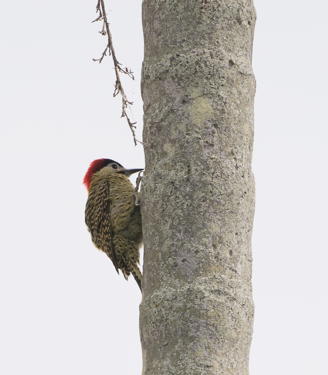 Green-barred Woodpecker - ML111767481