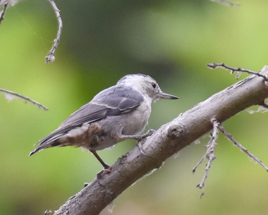 White-breasted Nuthatch - ML111769571