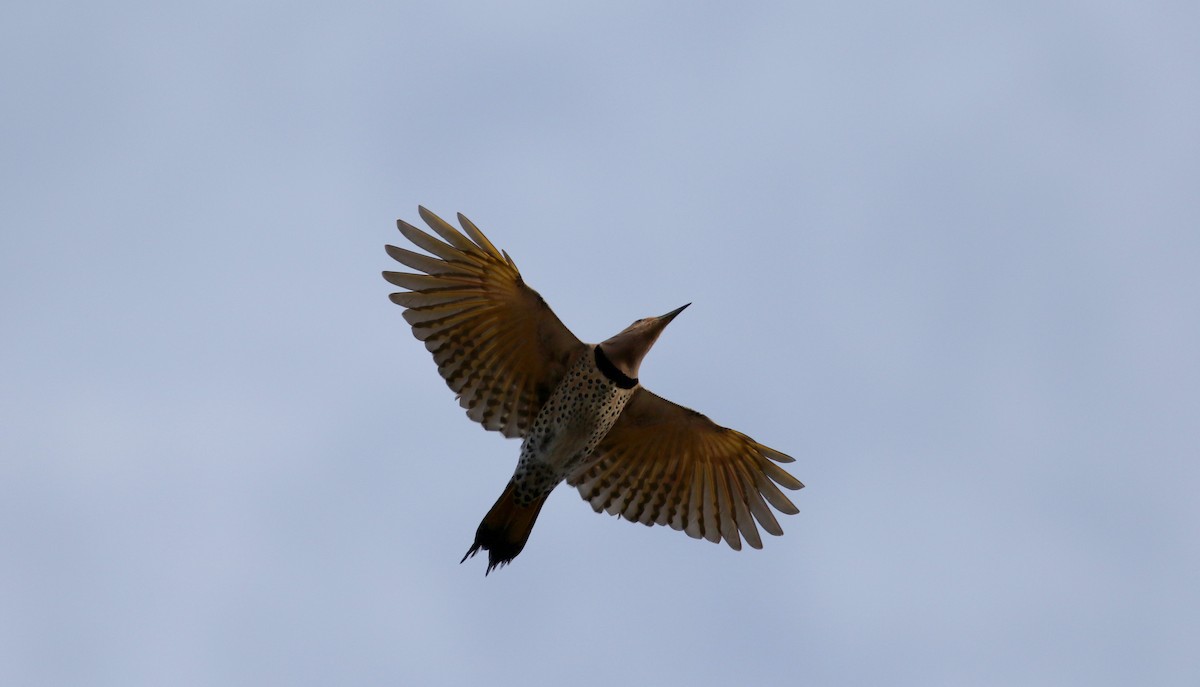 Northern Flicker (Yellow-shafted) - ML111776511
