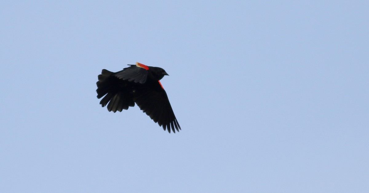 Red-winged Blackbird (Red-winged) - ML111776561