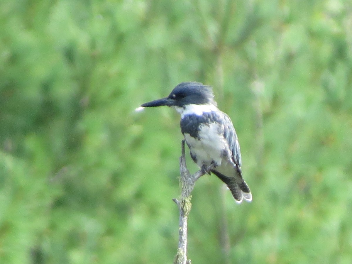 Belted Kingfisher - ML111776891