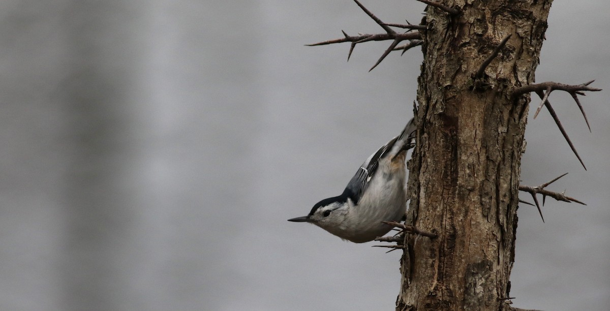 White-breasted Nuthatch (Eastern) - ML111777871