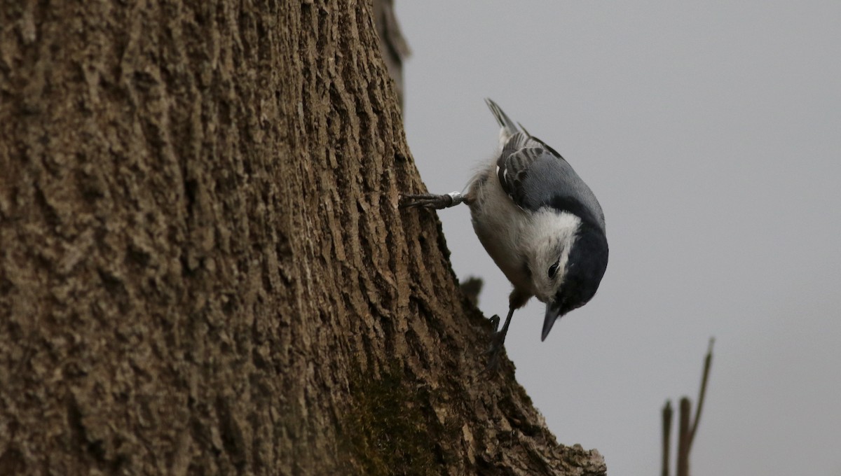 White-breasted Nuthatch (Eastern) - ML111777901