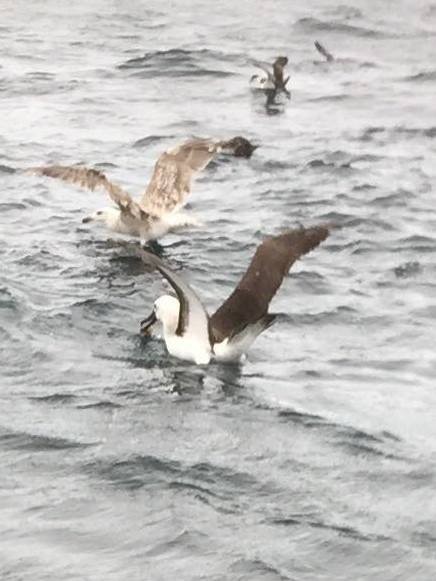 Atlantic Yellow-nosed Albatross - Nova Scotia Bird Records