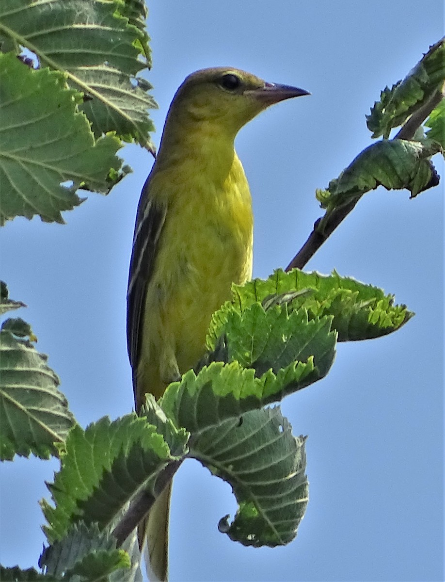Orchard Oriole - ML111780761