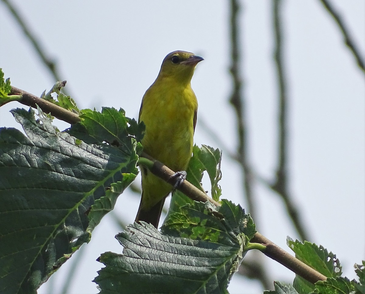 Orchard Oriole - ML111780781
