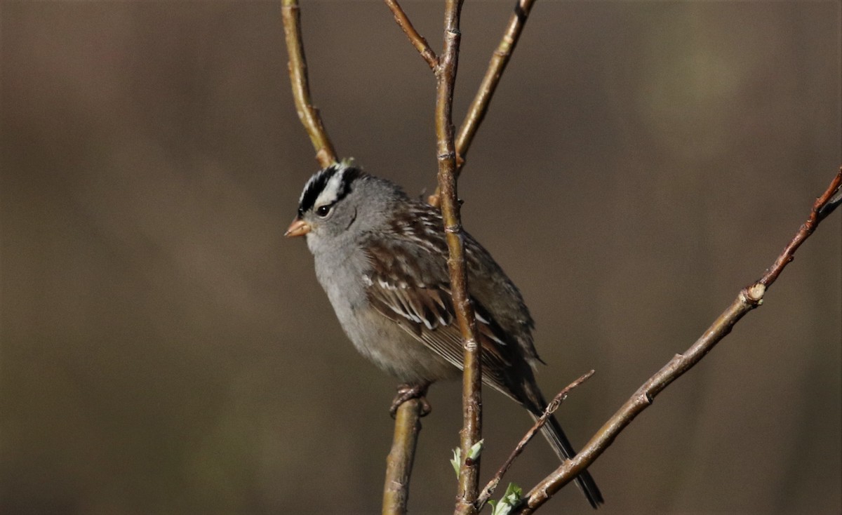 White-crowned Sparrow - Ann Vaughan