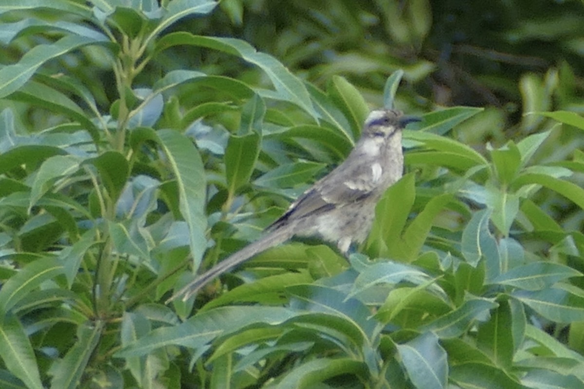 Long-tailed Mockingbird - Peter Kaestner