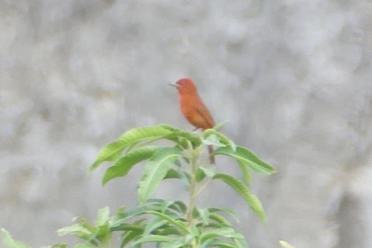 Hepatic Tanager - ML111784051