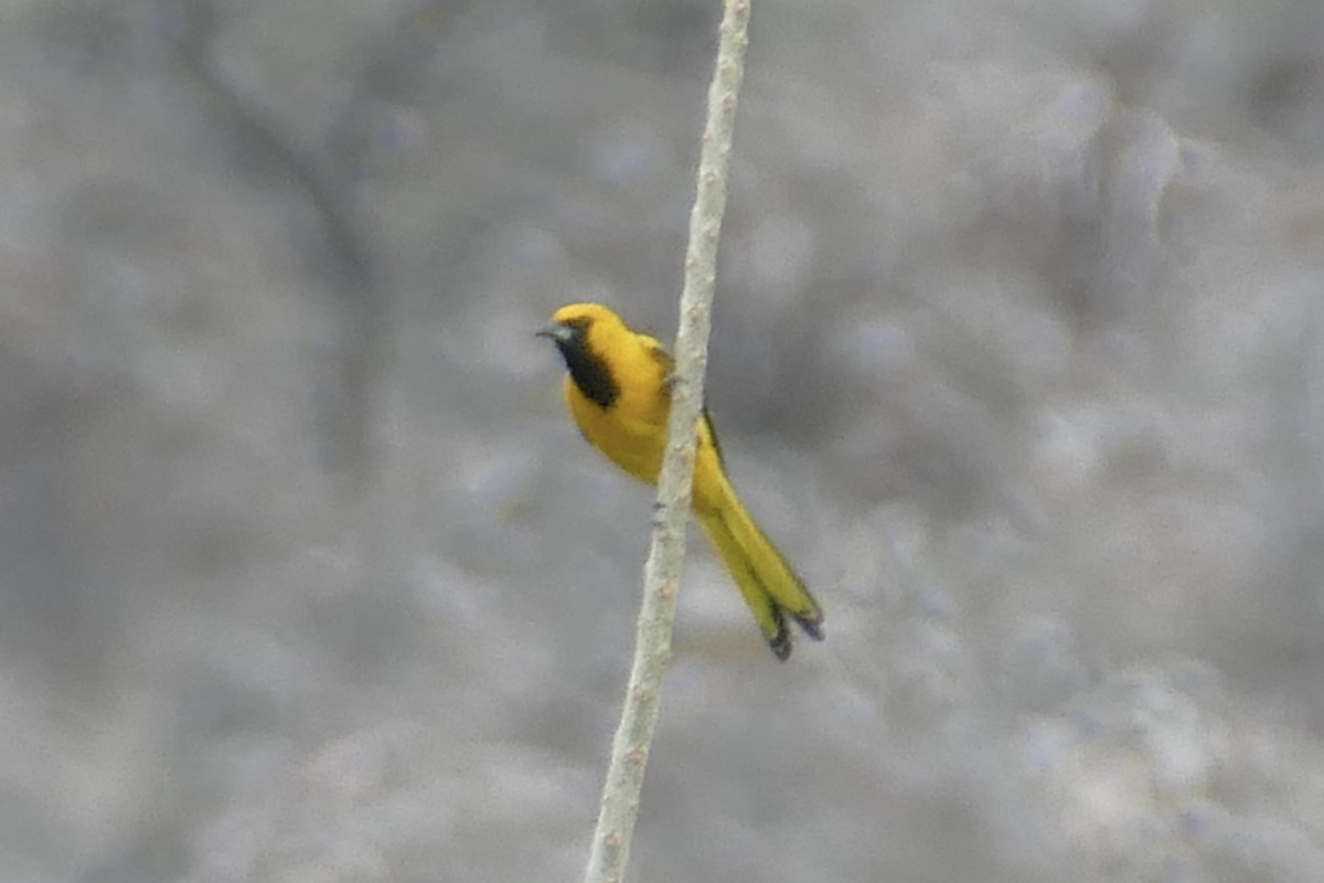 Yellow-tailed Oriole - ML111784301