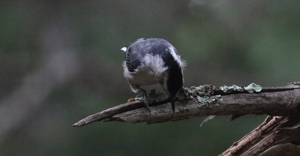 White-breasted Nuthatch - ML111784571