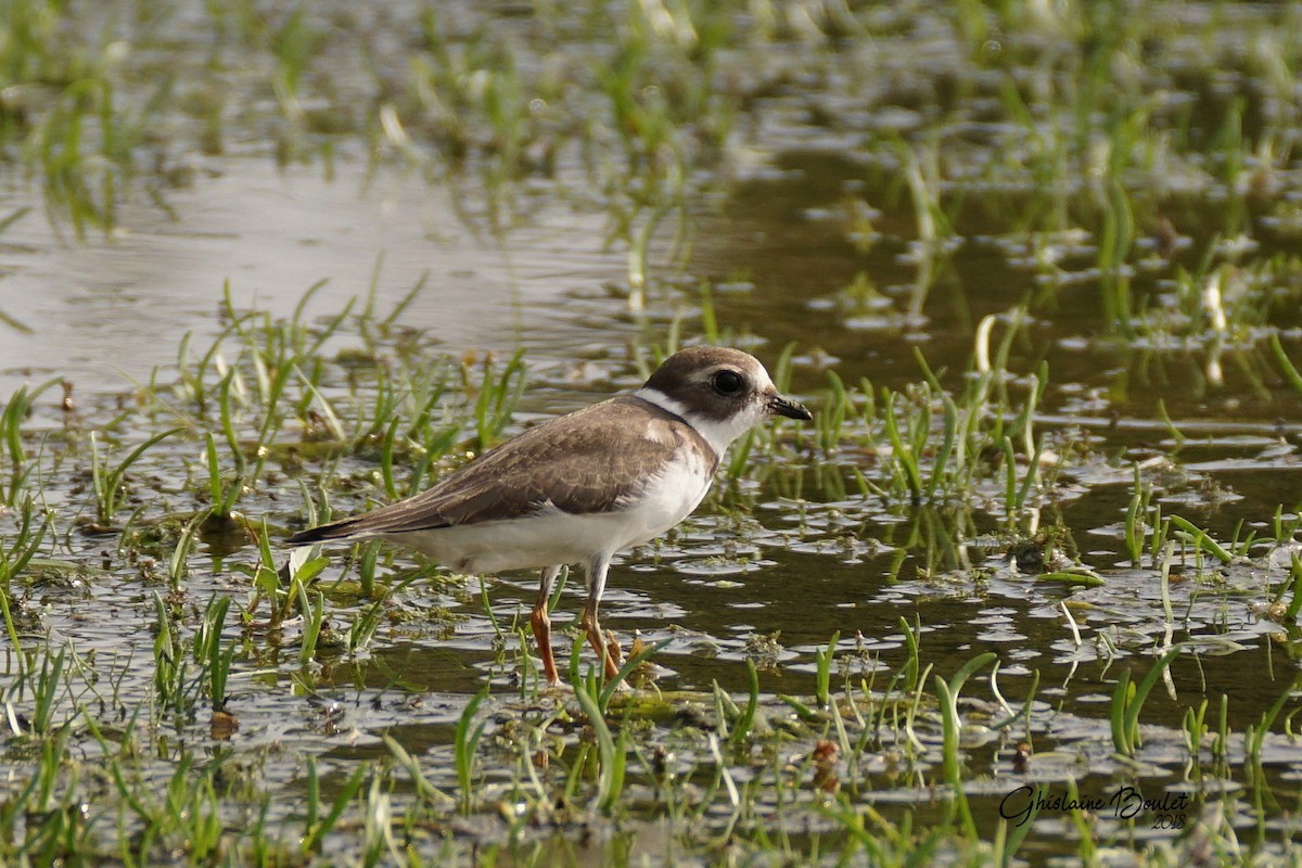 Semipalmated Plover - ML111785611