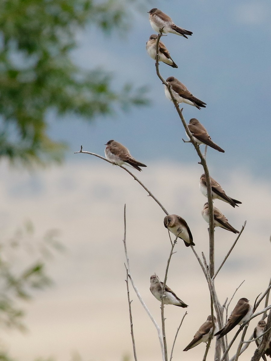 Northern Rough-winged Swallow - Dan Ellison