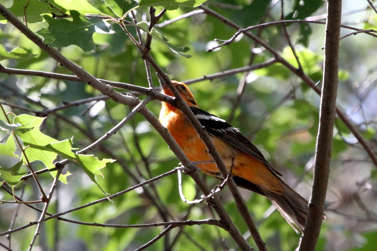 Flame-colored Tanager - Stephen Gast
