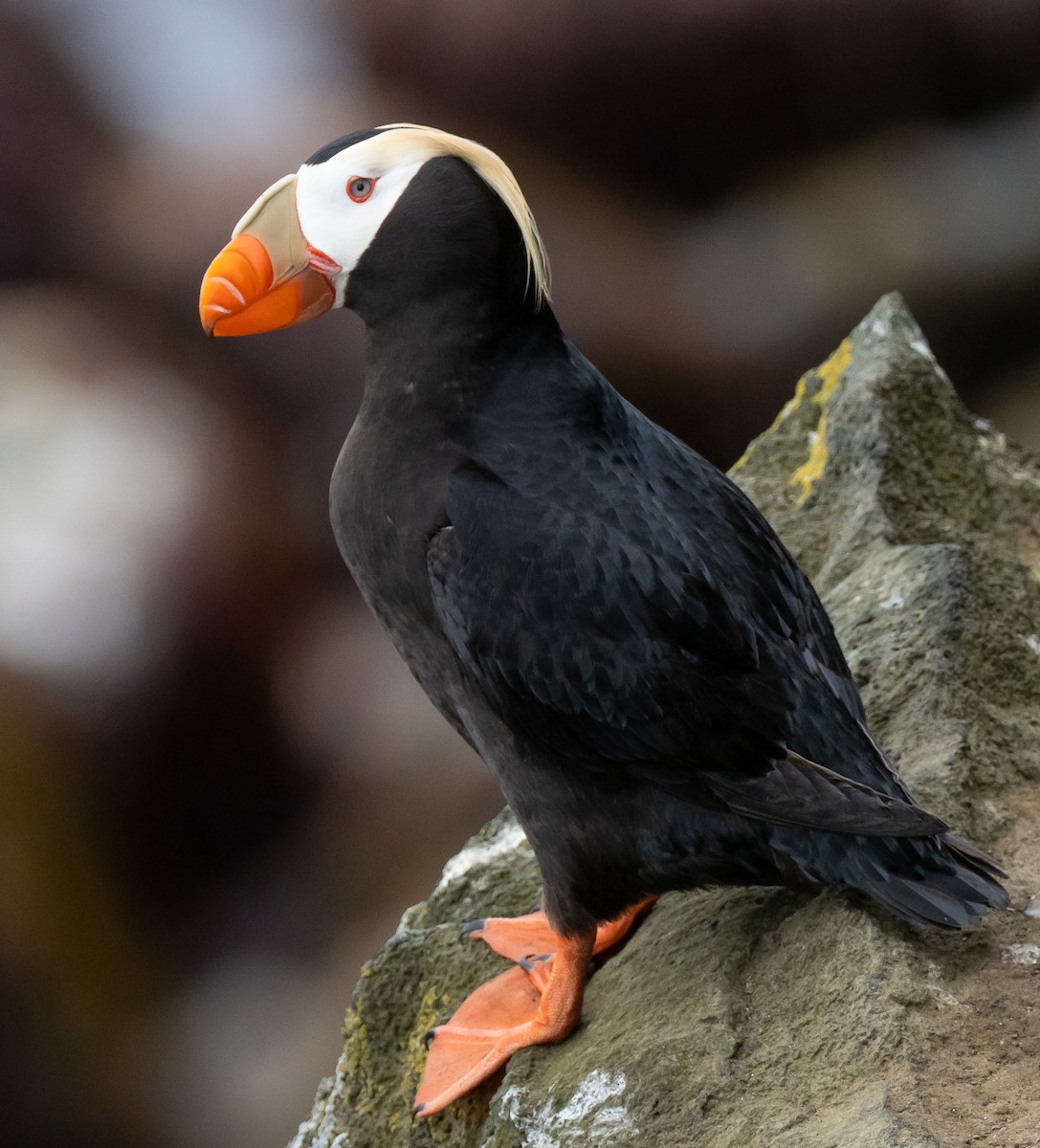 Tufted Puffin - ML111787381