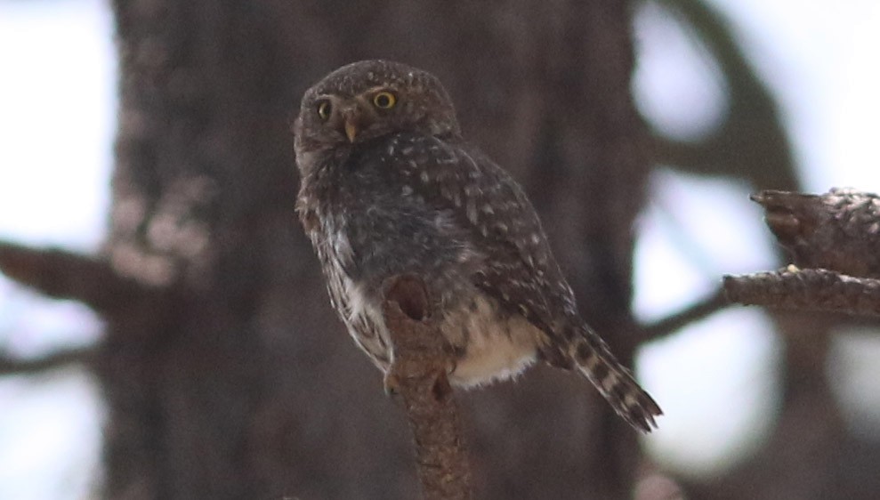 Northern Pygmy-Owl - ML111788871
