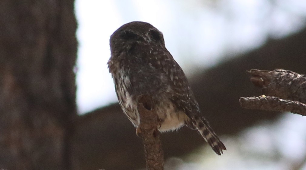 Northern Pygmy-Owl - ML111788881