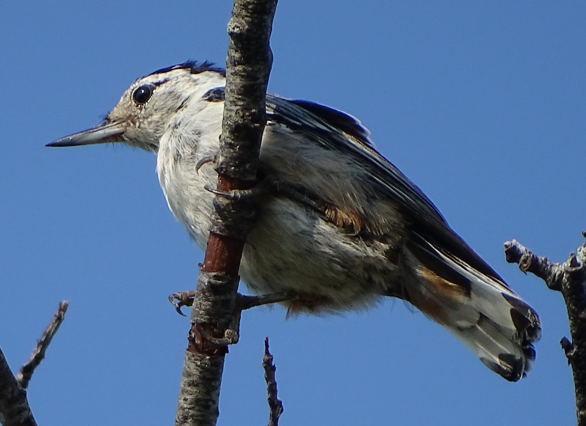 White-breasted Nuthatch - ML111790111